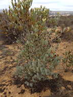 Image of Ivory conebush