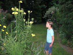 Image of redsepal evening primrose