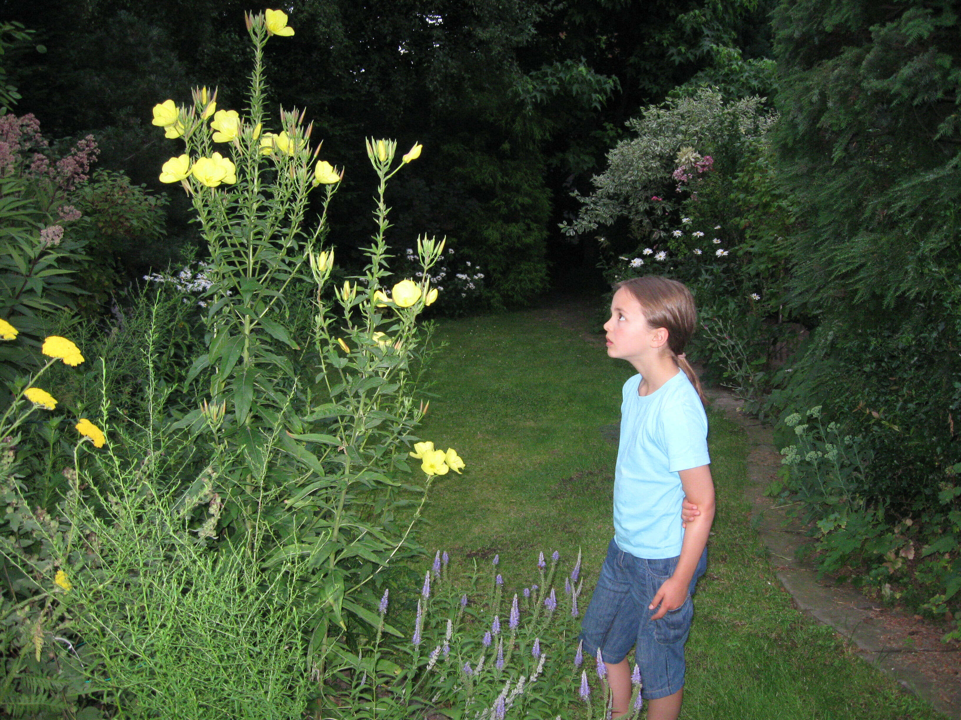 Imagem de Oenothera glazioviana M. Micheli