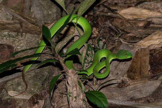 Sivun Trimeresurus macrops Kramer 1977 kuva