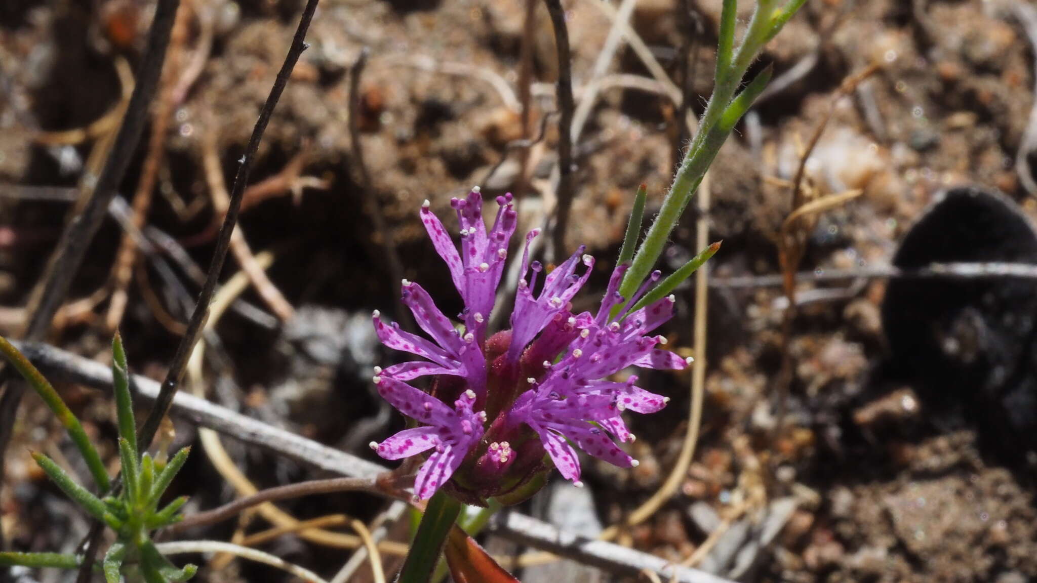 Imagem de Monardella breweri subsp. microcephala (A. Gray) Elvin & A. C. Sanders