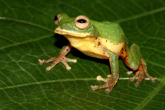 Image of Raorchestes flaviventris (Boulenger 1882)