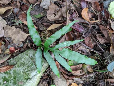 Image of Leptochilus ellipticus (Thunb.) Nooteboom