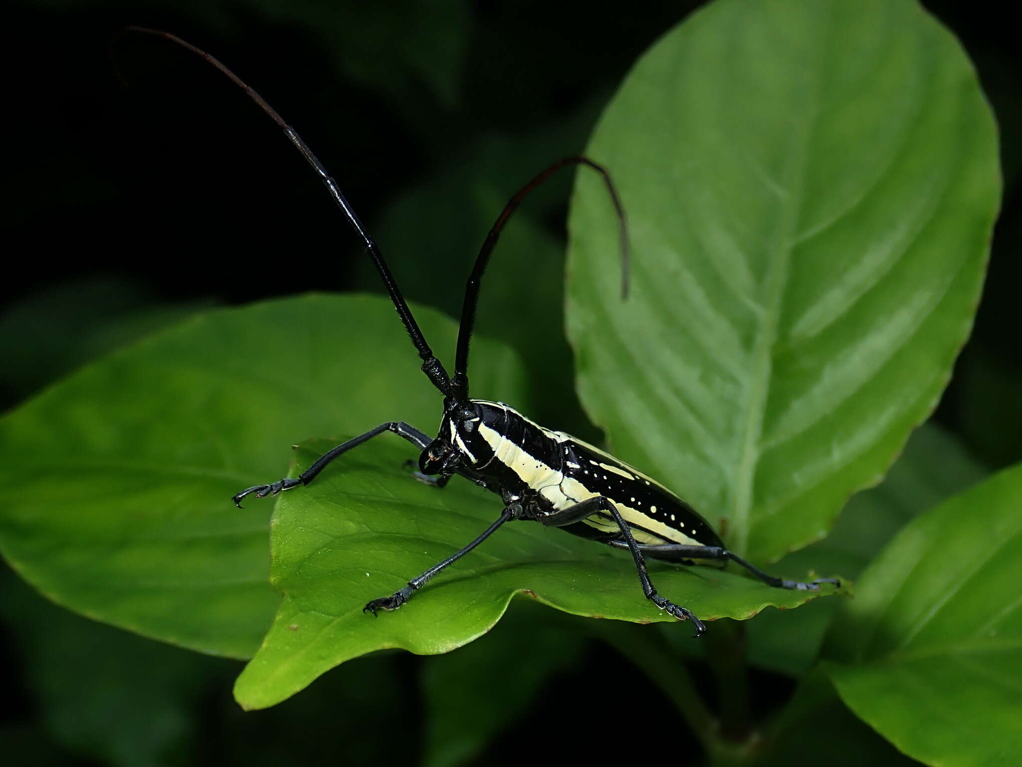 Image of Ptychodes politus lecontei Thomson 1856