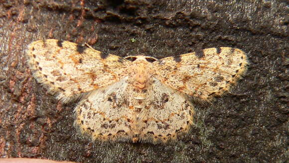 Image of Scopula nigrinotata Warren 1897