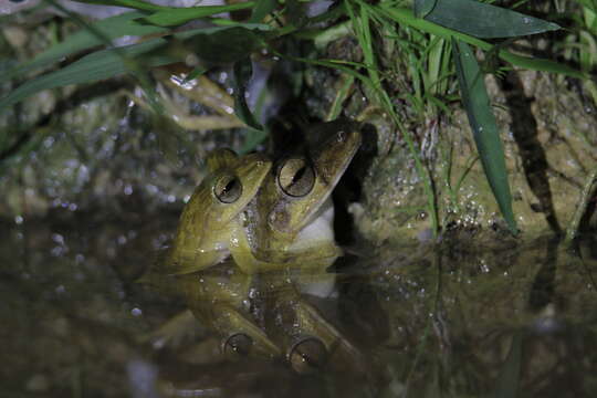 Image of Polypedates discantus Rujirawan, Stuart & Aowphol 2013