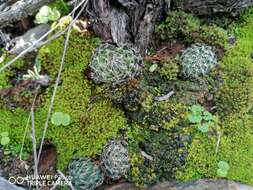 Слика од Haworthia arachnoidea var. nigricans (Haw.) M. B. Bayer