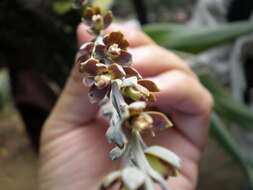 Image of Prosthechea glauca Knowles & Westc.