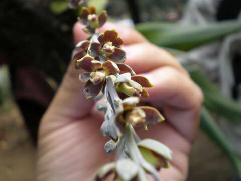 Plancia ëd Prosthechea glauca Knowles & Westc.