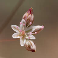 Image of kidneyshape buckwheat