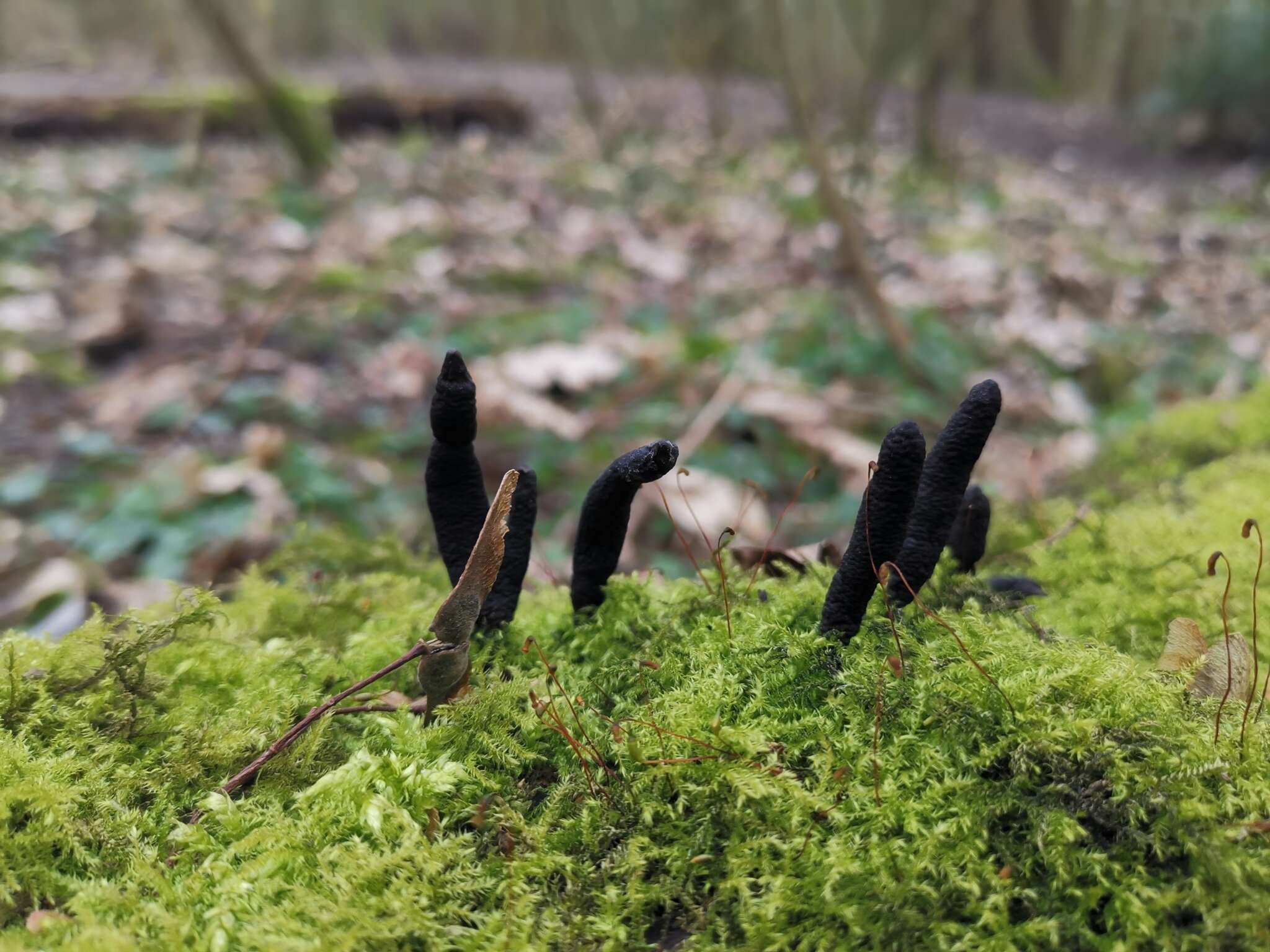 Image of Xylaria longipes Nitschke 1867