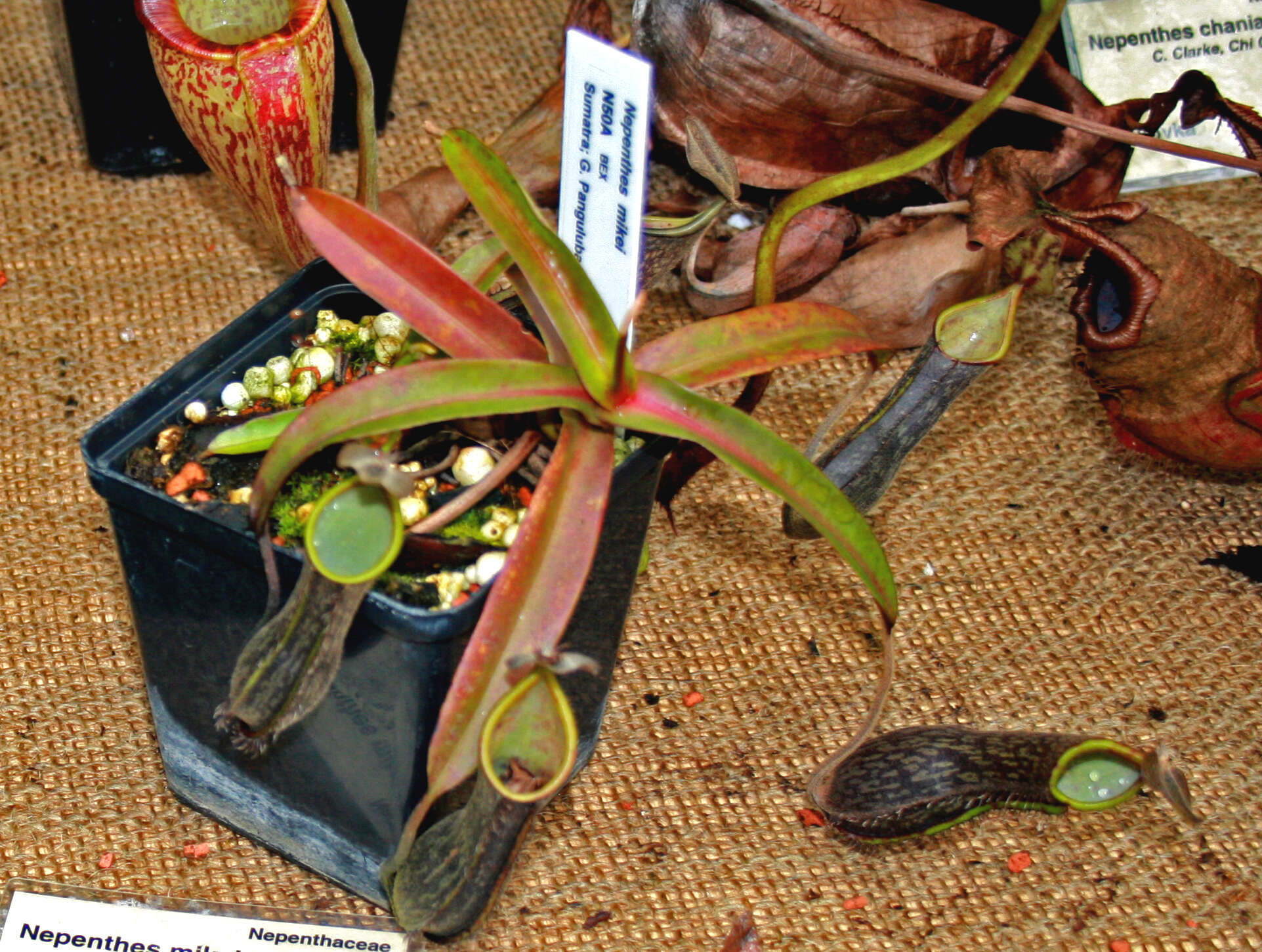 Image de Nepenthes mikei B. Salmon & Maulder