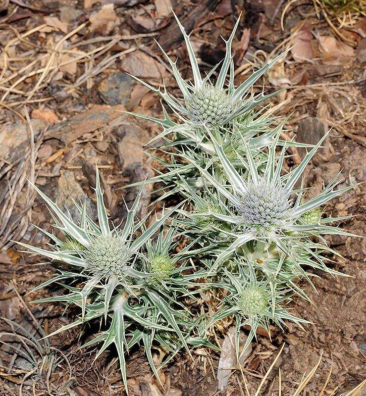 Eryngium glaciale Boiss. resmi