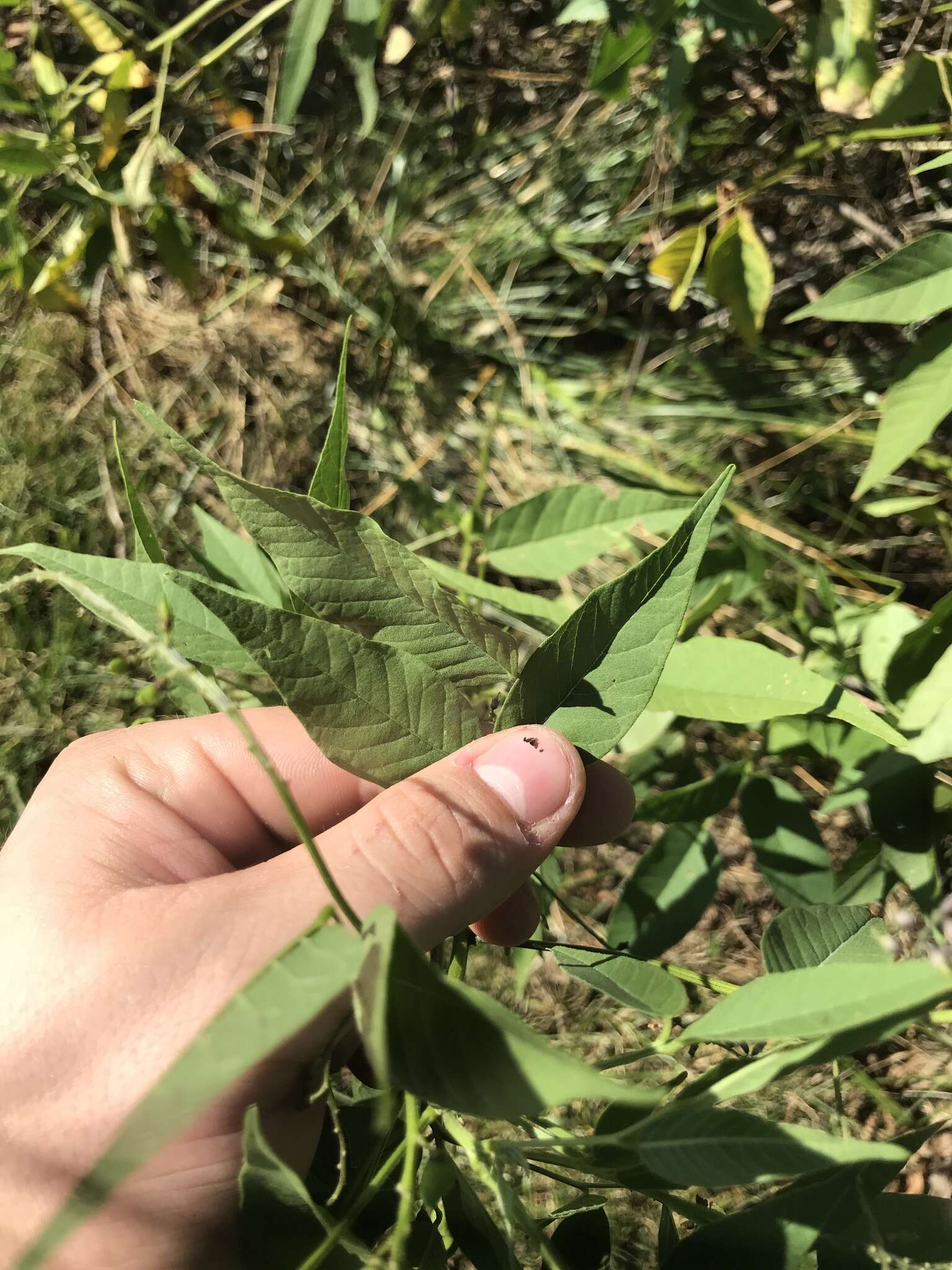 Psoralea onobrychis Nutt.的圖片