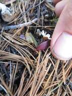 <i>Claytonia obovata</i> resmi