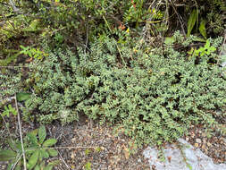 Image of Pimelea prostrata subsp. vulcanica C. J. Burrows