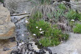 Image de Gypsophila tenuifolia M. Bieb.