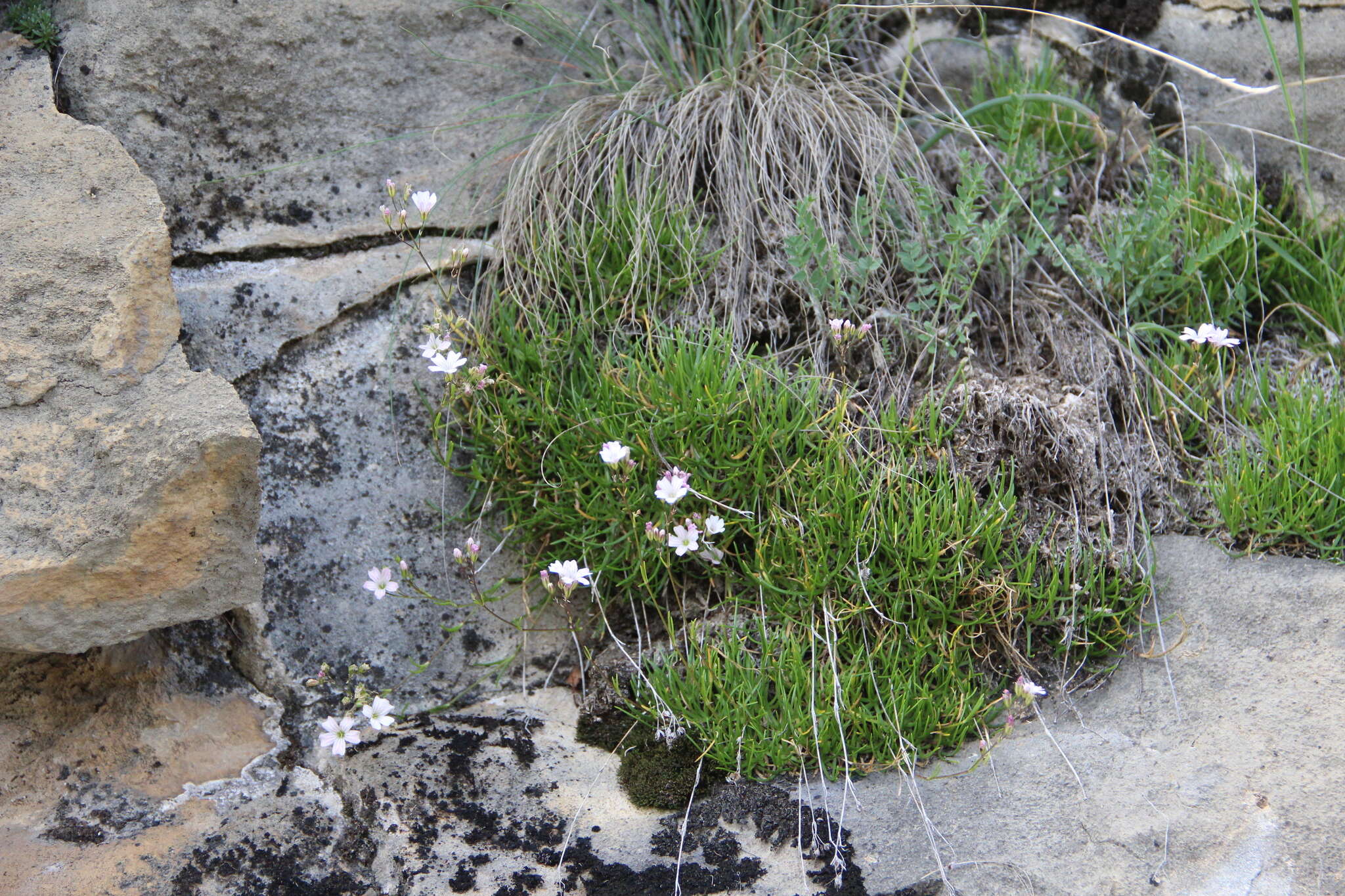 Image de Gypsophila tenuifolia M. Bieb.