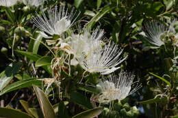 Image de Capparis loranthifolia Lindl.