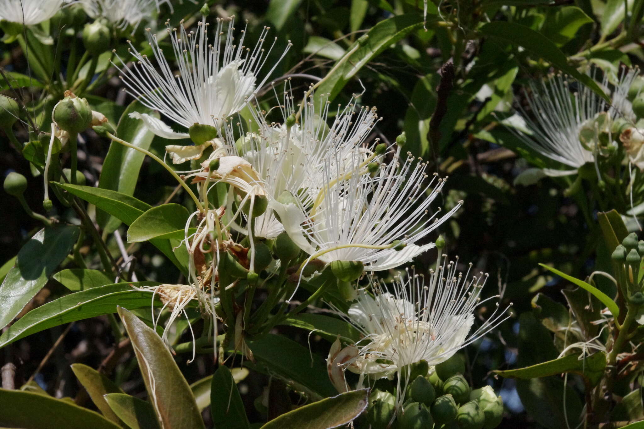 Image of Capparis loranthifolia Lindl.