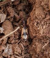 Imagem de Cymindis (Cymindis) andreae Ménétriés 1832