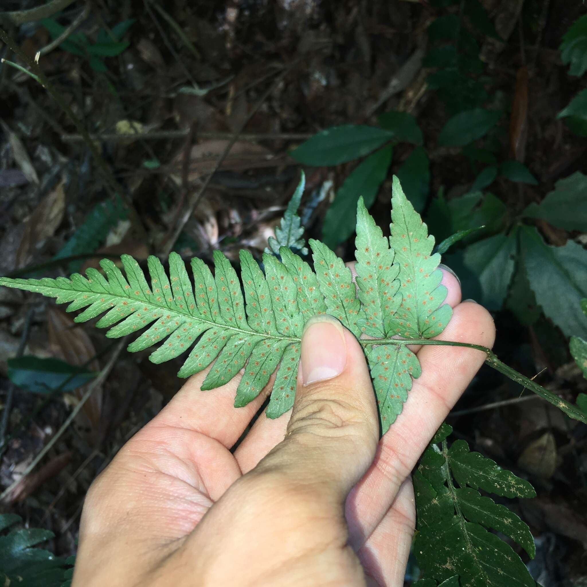 Image of Dryopteris polita Rosenst.