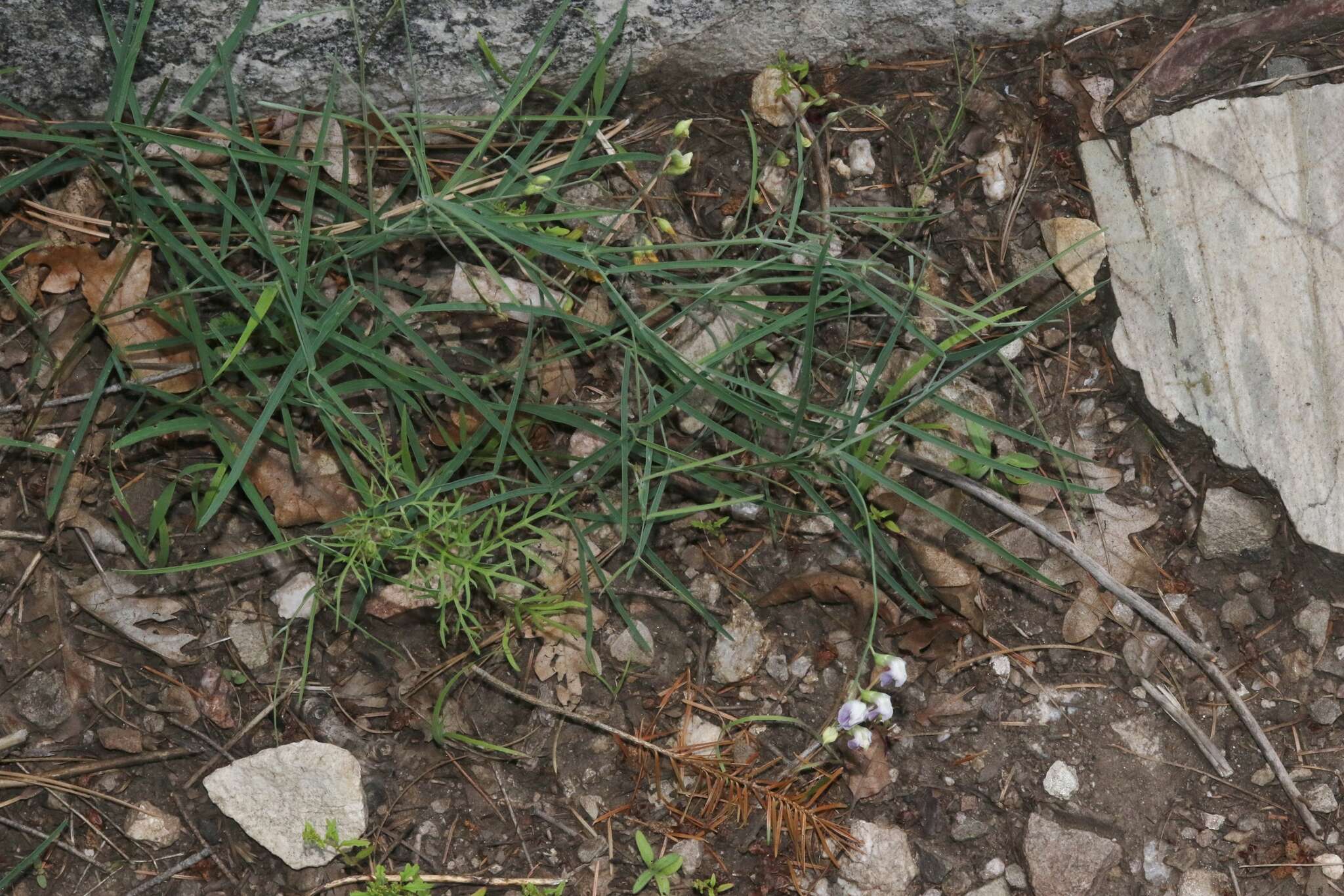 Image of Common Sweet Pea