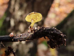 Image of Lanzia luteovirescens (Roberge ex Desm.) Dumont & Korf 1978