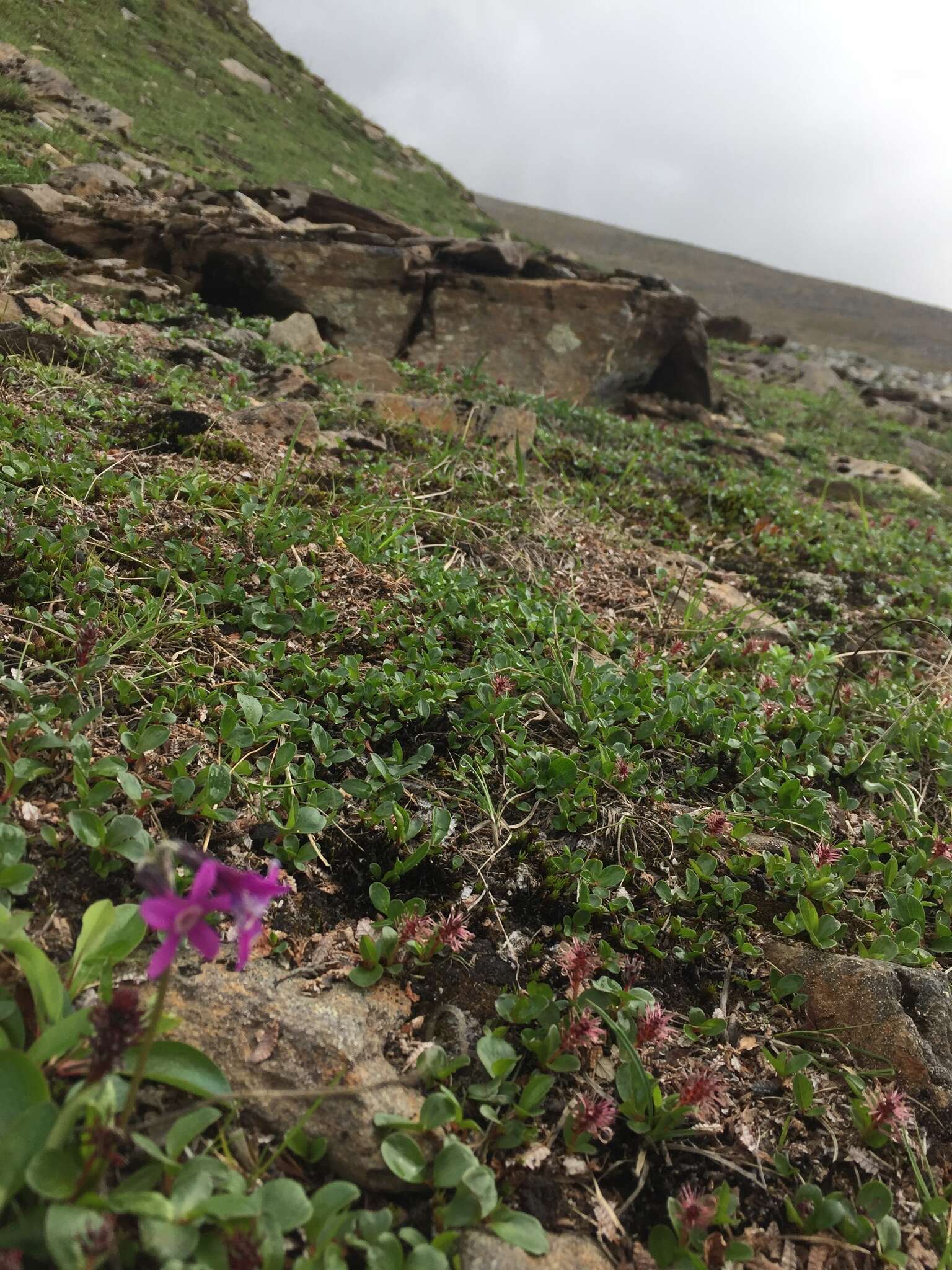 Primula tschuktschorum Kjellm. resmi