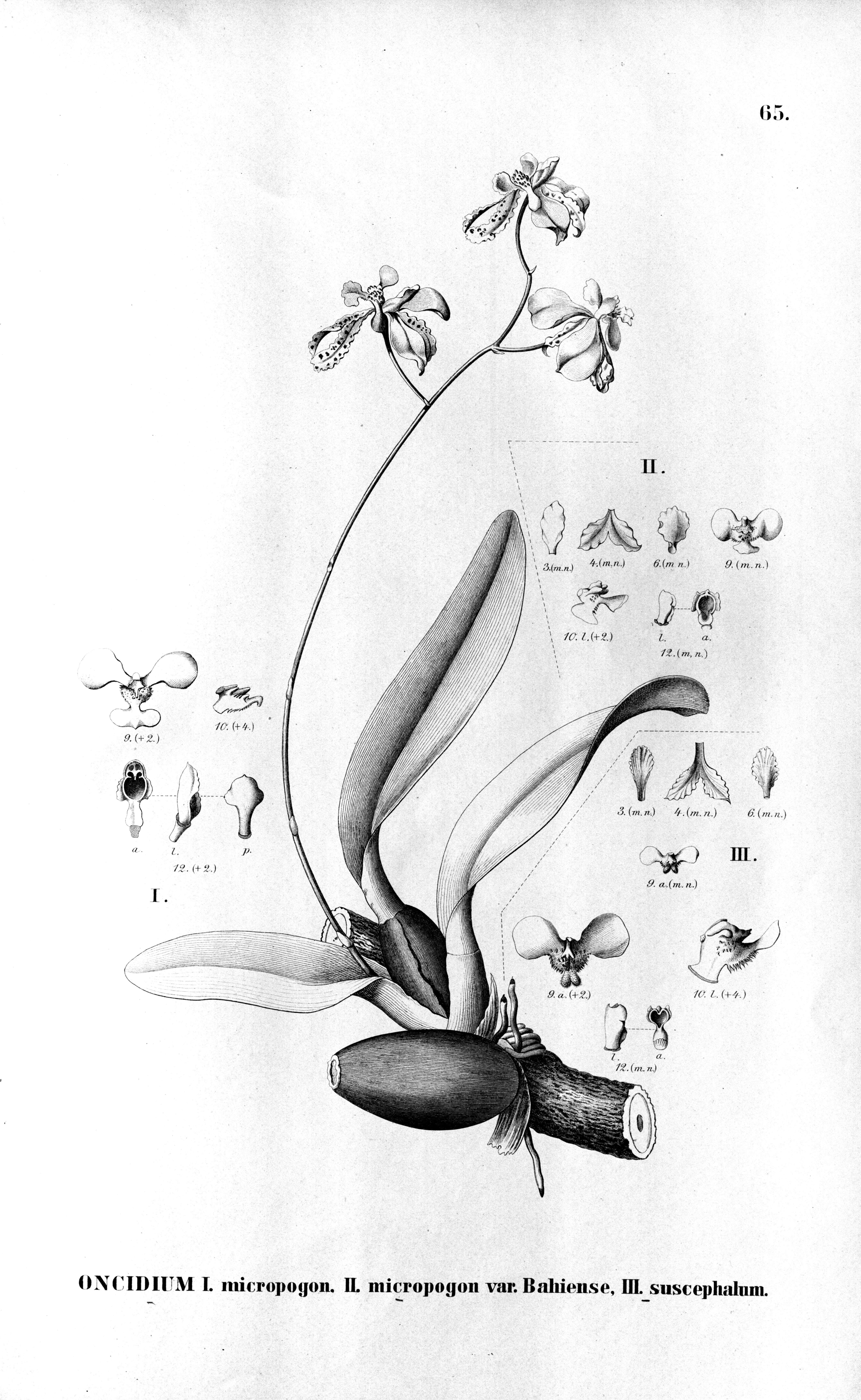 Image of Gomesa micropogon (Rchb. fil.) M. W. Chase & N. H. Williams