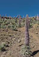 Image of Echium wildpretii H. H. W. Pearson ex Hook. fil.