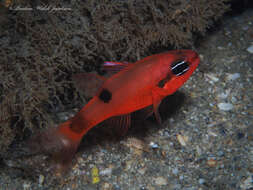 Image of Flamefish