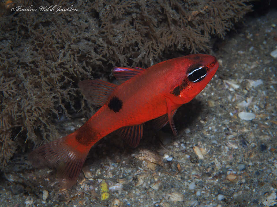 Image of Flamefish