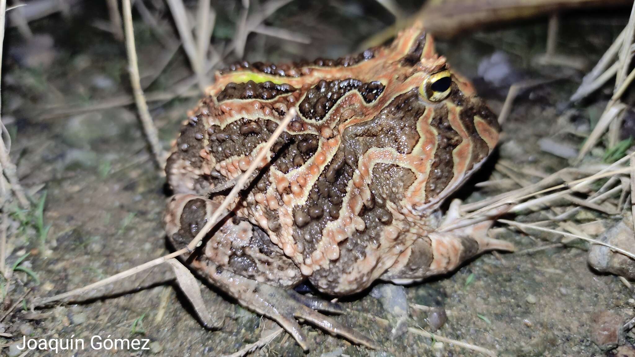 Imagem de Ceratophrys calcarata Boulenger 1890