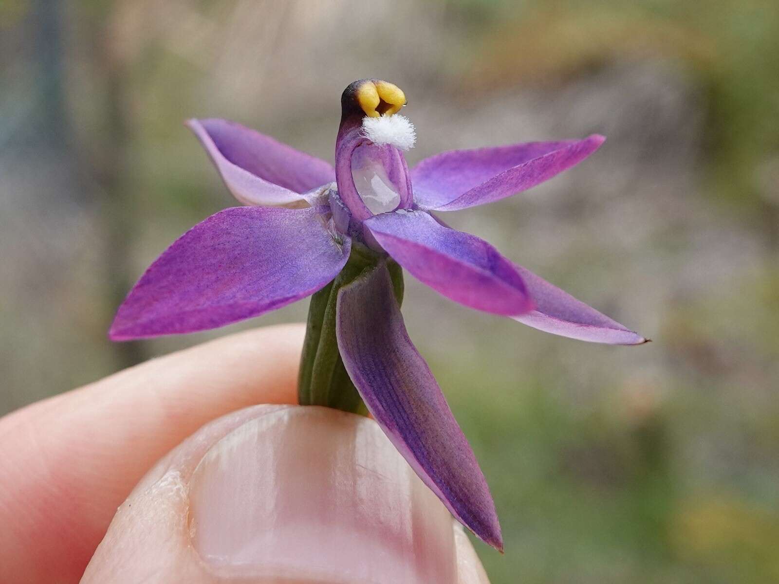 Image of Slender sun orchid