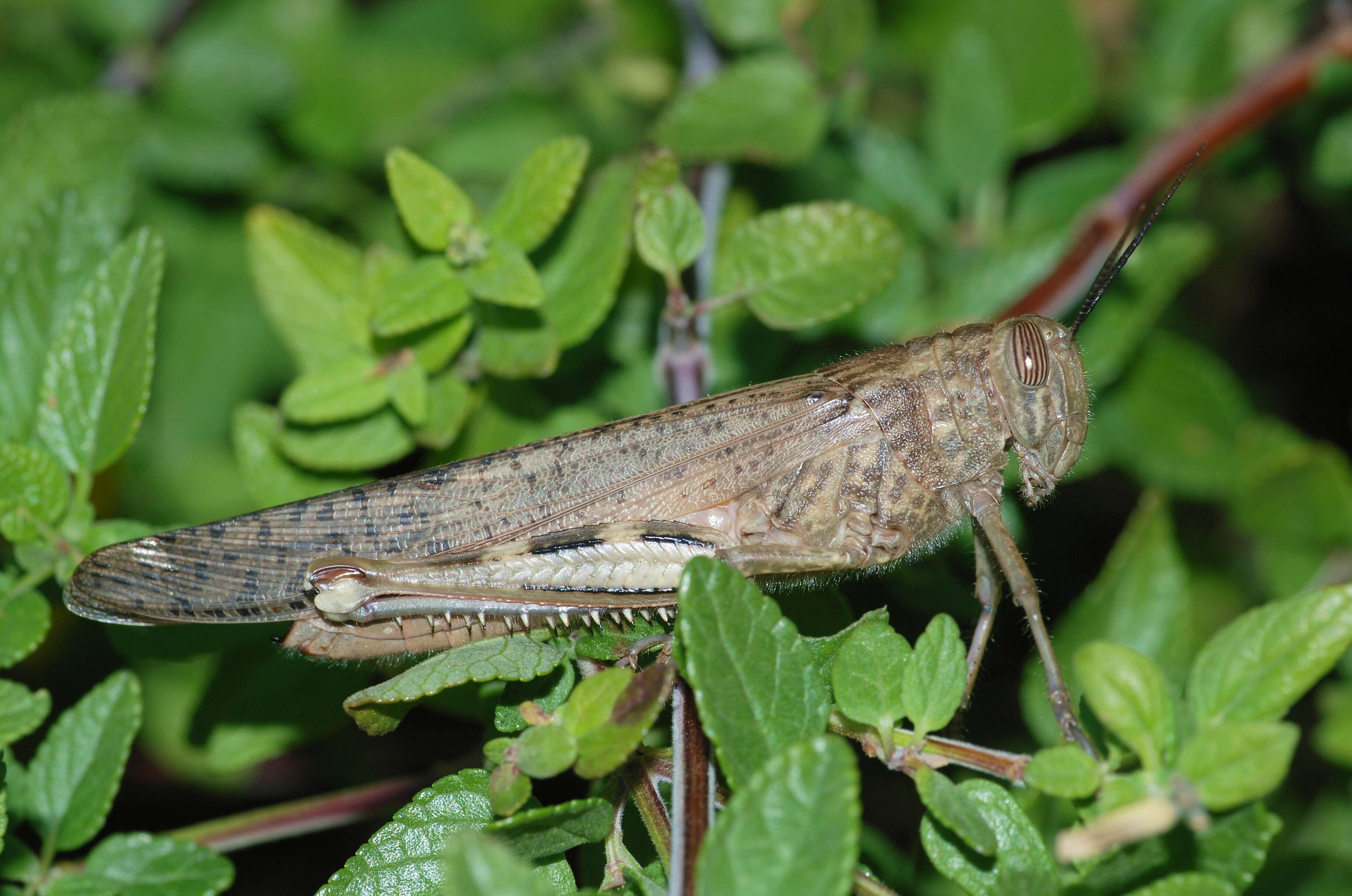 Image of egyptian grasshopper, tree locust