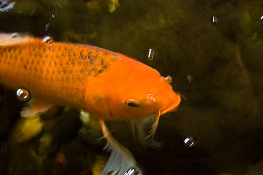 Image of common carp, carp