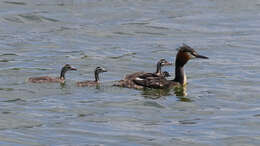 Image of Podiceps Latham 1787