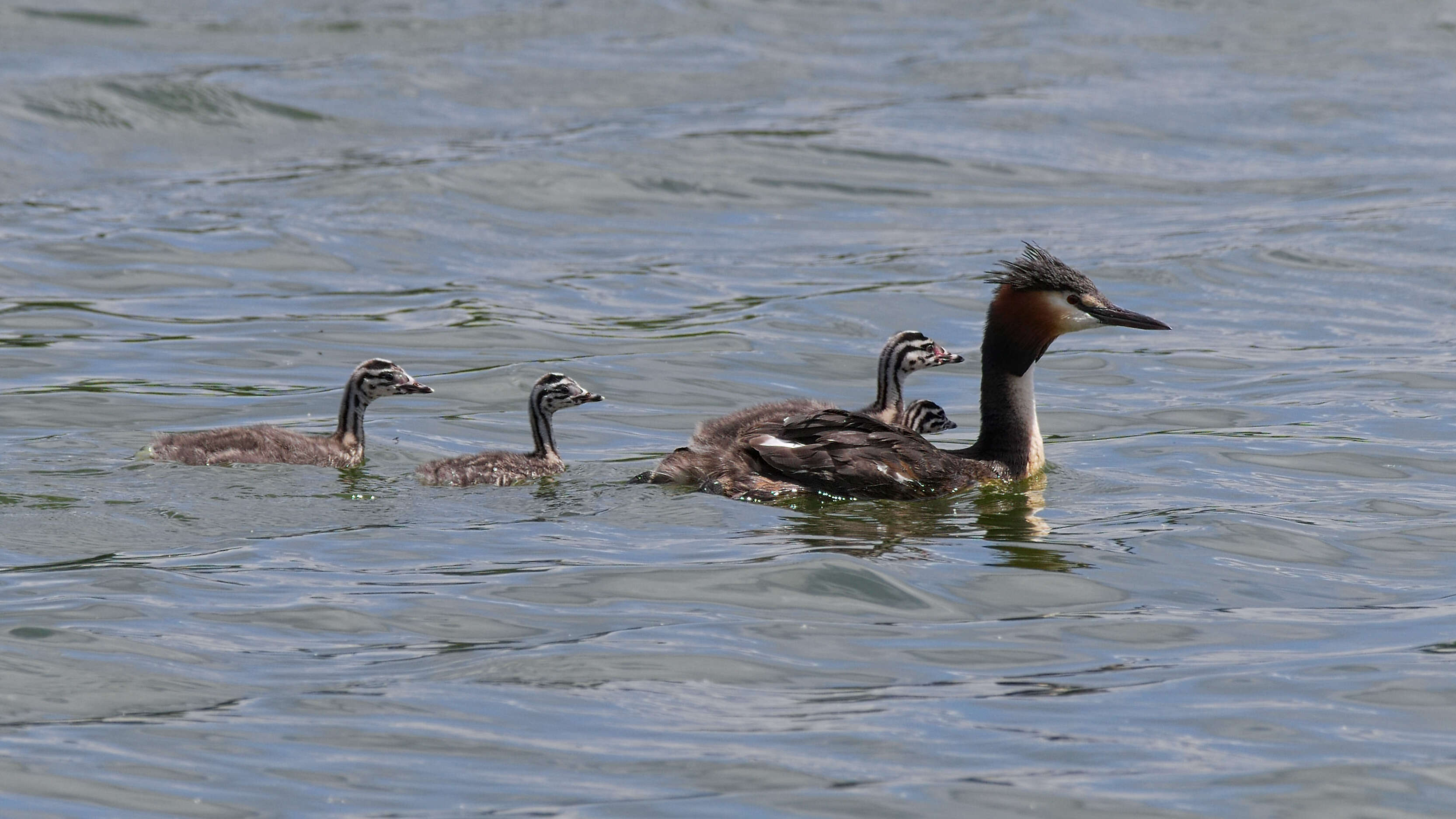 Image of Podiceps Latham 1787