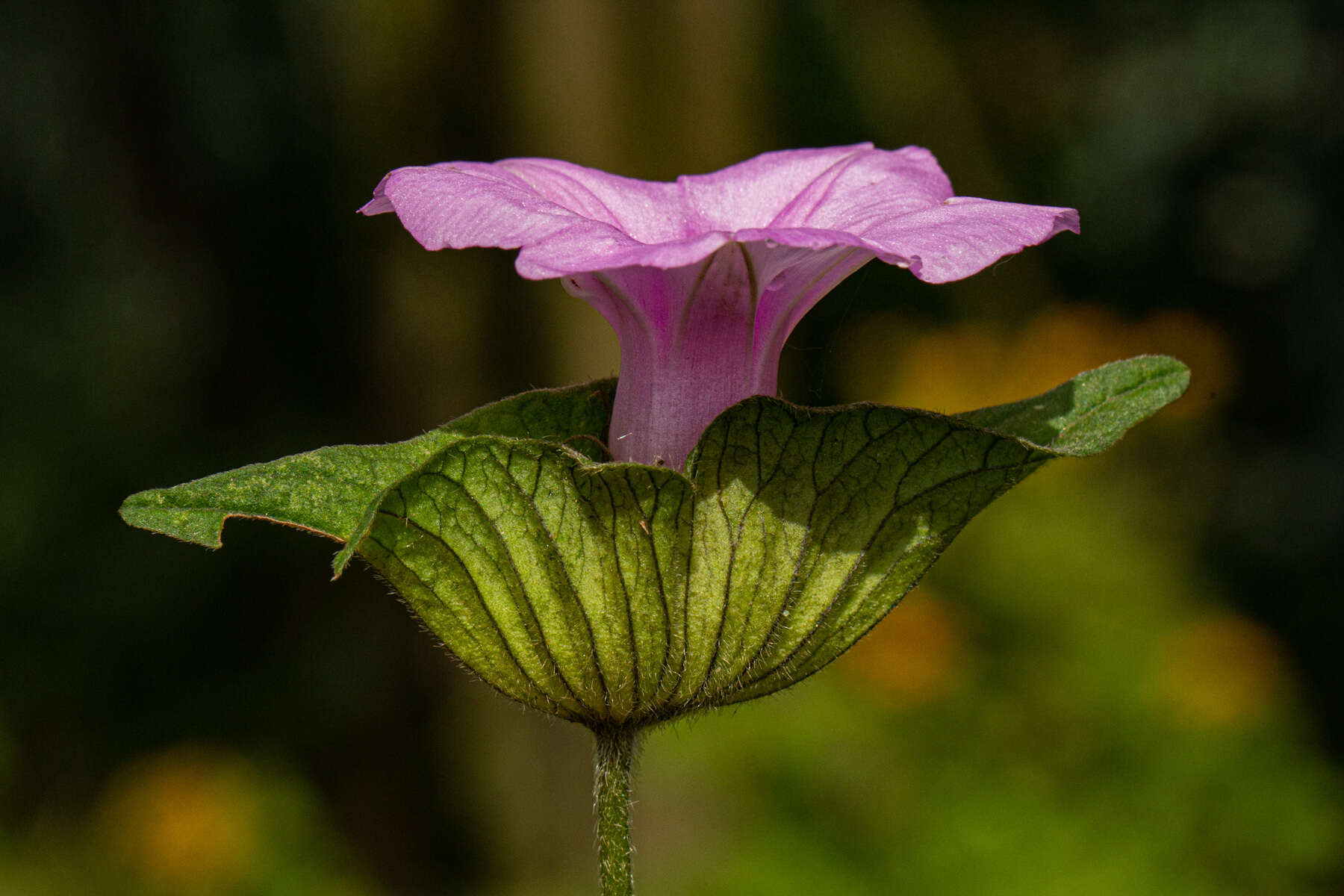 Image of Ipomoea involucrata Beauv.