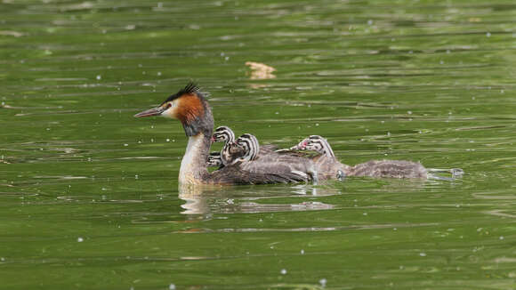 Image of Podiceps Latham 1787