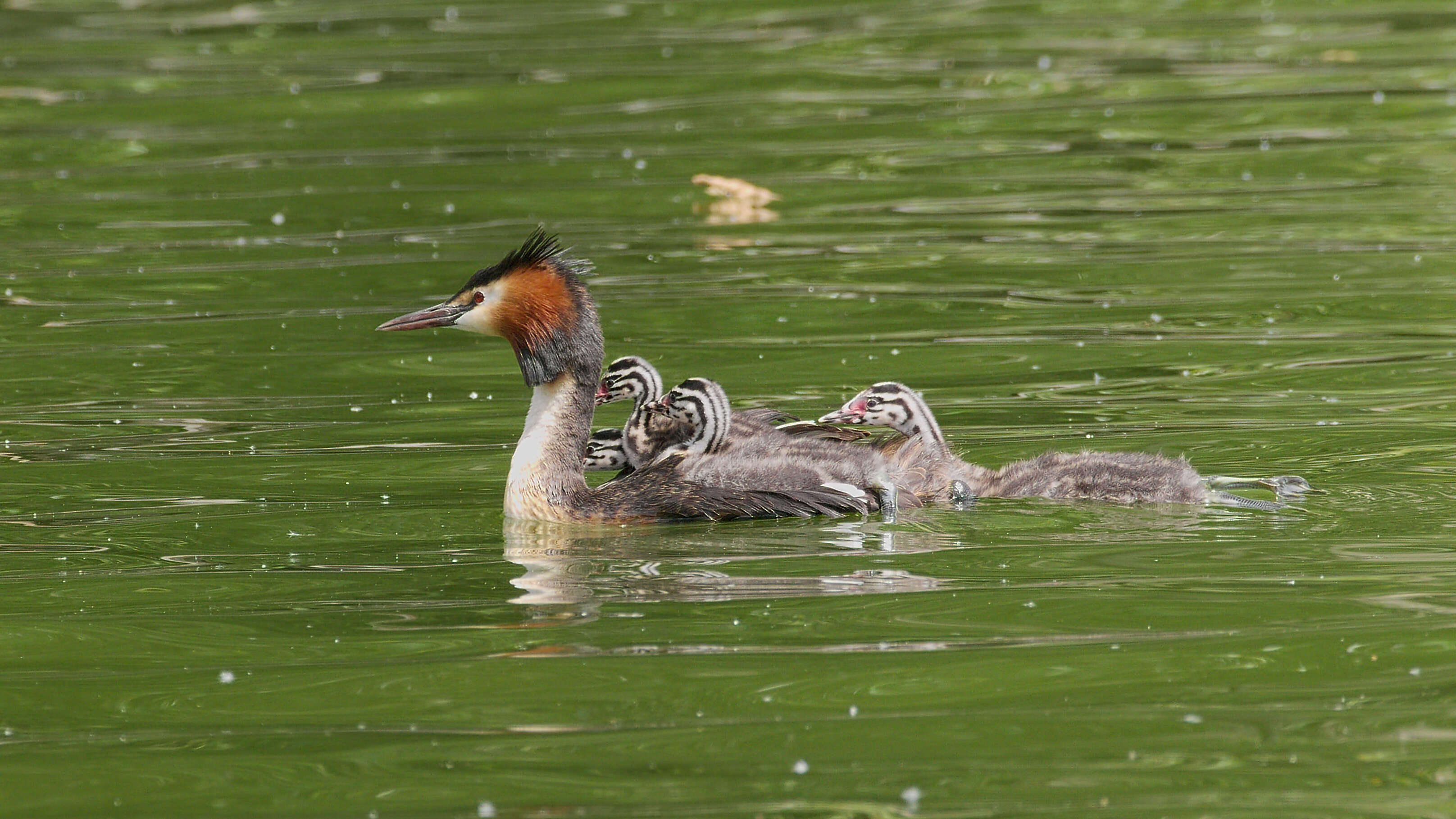 Image of Podiceps Latham 1787