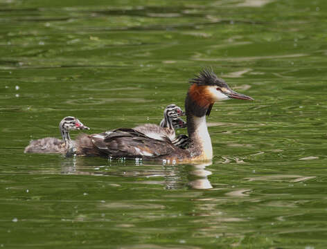 Image of Podiceps Latham 1787