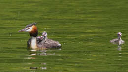 Image of Podiceps Latham 1787