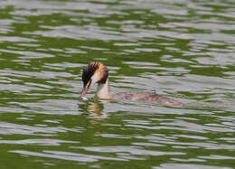 Image of Podiceps Latham 1787