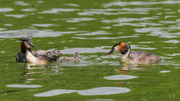 Image of Podiceps Latham 1787