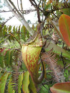 Image of Pitcher plant