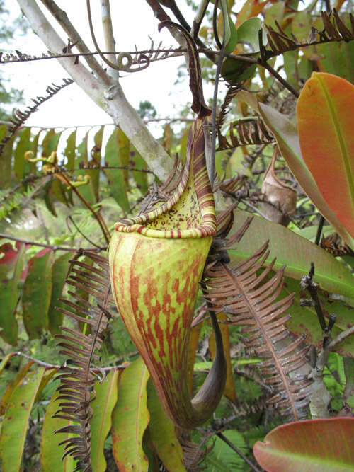 Image of Pitcher plant