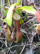 Image of Nepenthes reinwardtiana Miq.