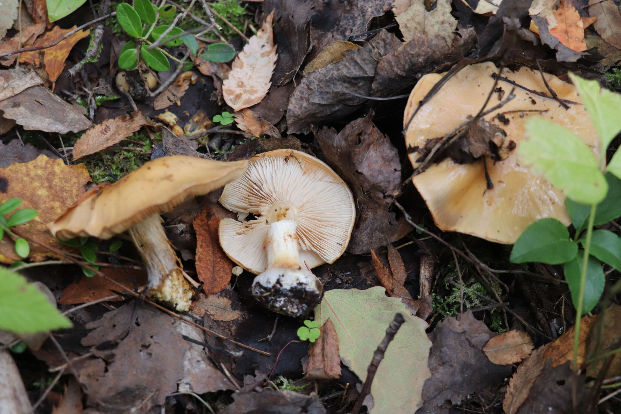 Image of Cortinarius talus Fr. 1838